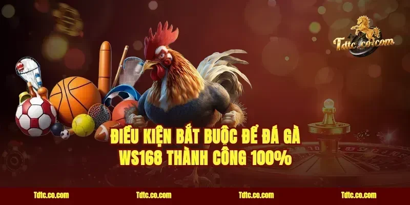 Điều kiện bắt buộc để đá gà WS168 thành công 100%